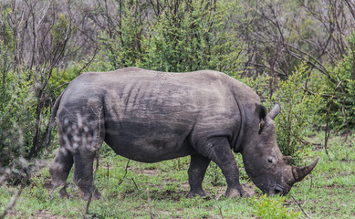 Kruger Park 14