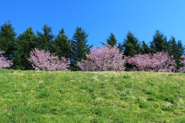 風景　桜　満開　緑　思川　杤木