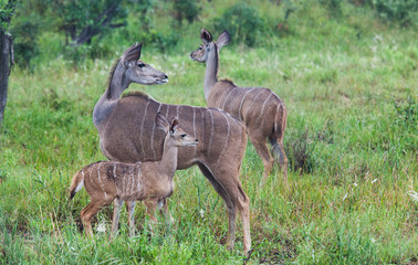 Kruger Park 9