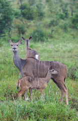 Kruger Park 8
