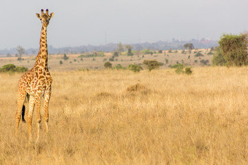 giraffes in the plains of africa