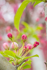 Begonia flowers and flower buds open in spring, outdoors，Malus spectabilis