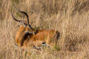 impalas on the plains of africa