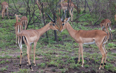 Kruger Park 2