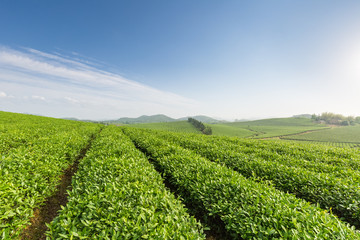 Fototapeta na wymiar beautiful tea plantation in sunny morning