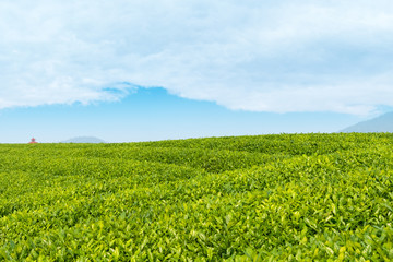 tea garden closeup