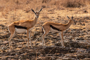 Naklejka na ściany i meble impalas on the plains of africa