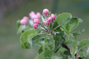 Blooming apple tree branch with water drops after rain