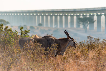 eland with the background of a city