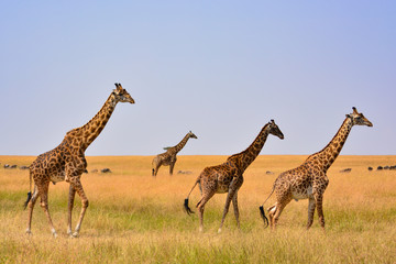 Giraffe family silhouette with a savannah background in Kenya.