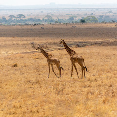 giraffes in the plains of africa