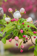 Fototapeta premium Begonia flowers and flower buds open in spring, outdoors，Malus spectabilis