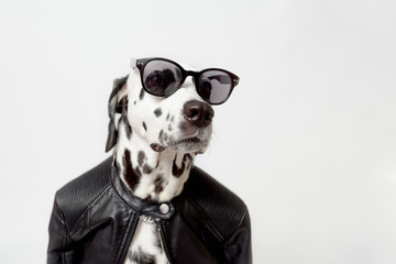 Dalmatian dog dressed up in black jacket with dark sunglasses sits on white background. Rocker dog....