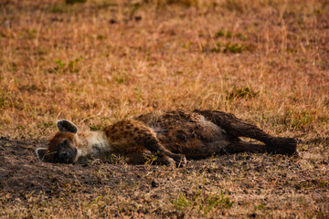 Hyena awakening at sunrise in Kenya