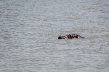 hippo submerged in the lake