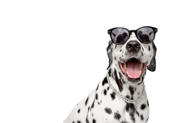 Dalmatian dog portrait with tongue out isolated on white background. Cool dog in black glasses. Copy space