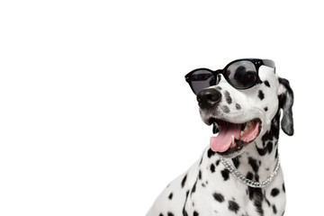 Dalmatian dog portrait with tongue out isolated on white background. Cool dog in black glasses. Dog looks left. Copy space - 266127934