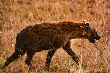 Hyena awakening sunrise in Kenya