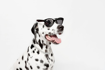 Dalmatian dog portrait with tongue out isolated on white background. Cool dog in black glasses. Dog...