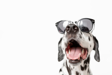 Dalmatian dog portrait with tongue out isolated on white background. Cool dog in black glasses....