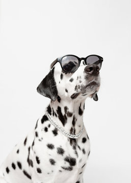 Dalmatian dog portrait with tongue out isolated on white background. Cool dog in black glasses. Copy space