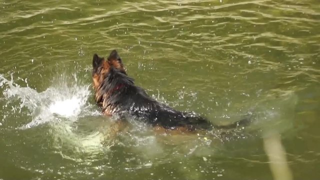 Dog in water