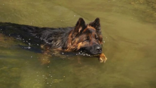 Dog in water