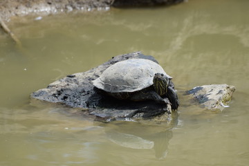 Fototapeta premium Green turtle on a small island in the river.