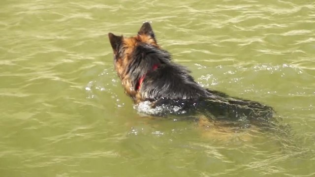 Dog in water