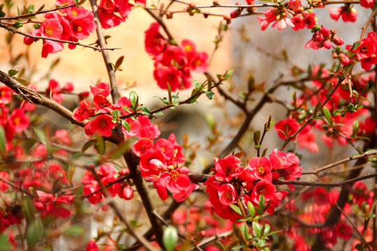 Japanese quince shrub with red flowers in spring.