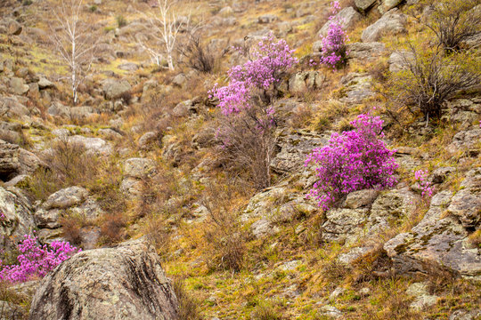 flowering of maralnik, bagulnik in early spring in the Altai mountains