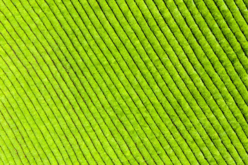 Fototapeta premium aerial view of tea plantation