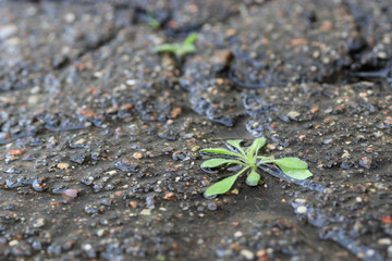 The grass sprout breaks through the crack in the asphalt after the rain