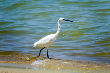 little egret on the shores of lake victoria