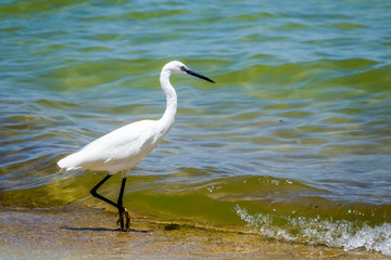 little egret on the shores of lake victoria