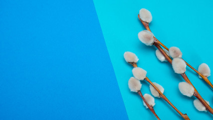 Willow twigs on a blue background. Copy space for your text