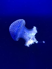 Fototapeta na wymiar Aquarium méduse aux couleurs vives 