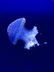 Fototapeta na wymiar Aquarium méduse aux coupes vives 