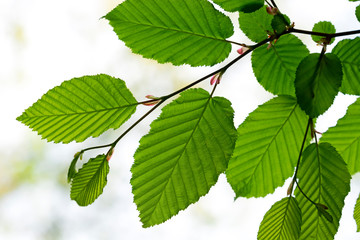 New green leaves in springtime