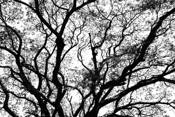 Silhouette of tree branch on blue sky
