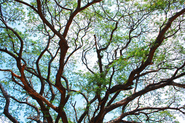 Silhouette of tree branch on blue sky