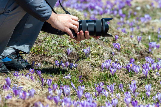 photographer hands with camera taking pictures of crocuses