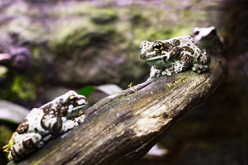 A brown spotted frog is sitting on a branch in an aquarium