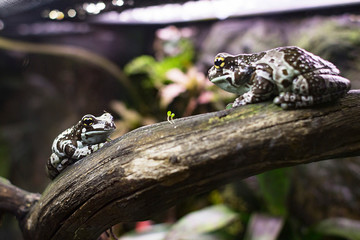 A brown spotted frog is sitting on a branch in an aquarium