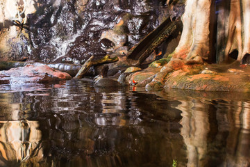 An otter in the water eats vegetables.
