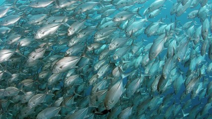 A huge school of Jacks. Big eye Trevally Jack, (Caranx sexfasciatus) Forming a polarized school, bait ball or tornado,Maldives, Indian Ocean, SUPER SLOW MOTION