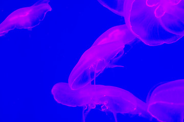 Beautiful colorful jellyfish in aquarium. Aurelia aurita.