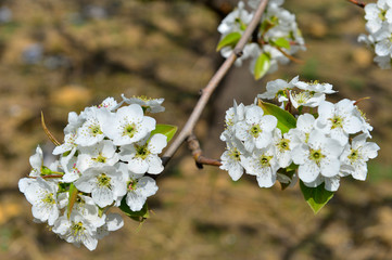 Pear flower in full bloom in spring