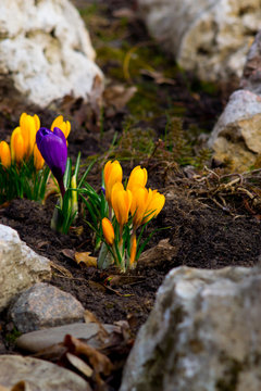 spring crokus