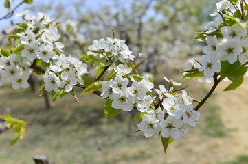 Pear flower in full bloom in spring